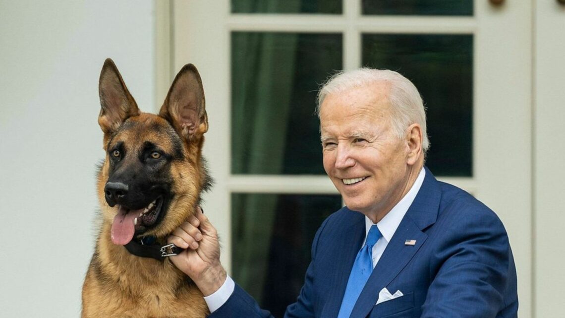 Neuer Ärger um seinen bissigen "First Dog"